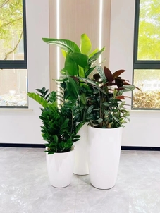 宁波杭州湾植物出租，打造独特绿色景观超简单